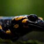 Primo piano di una Salamandra pezzata